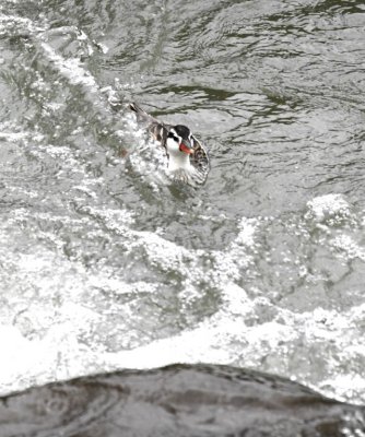 Torrent Duck
heading for a rock in the river