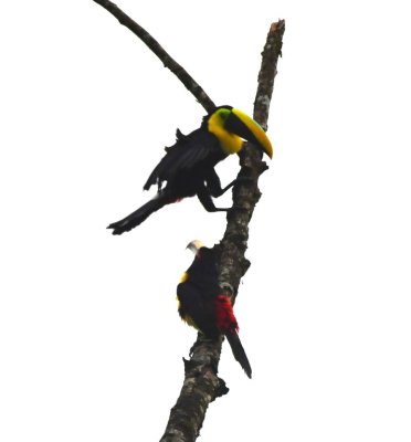 Toucan and Aracari briefly sharing a branch