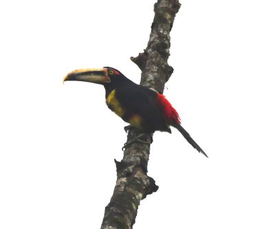 Pale-billed Aracari
Lelis told us the 'c' is soft, 
because the word is of Portugese origin.