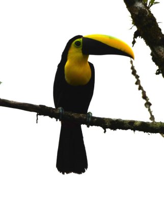 Yellow-throated Toucan