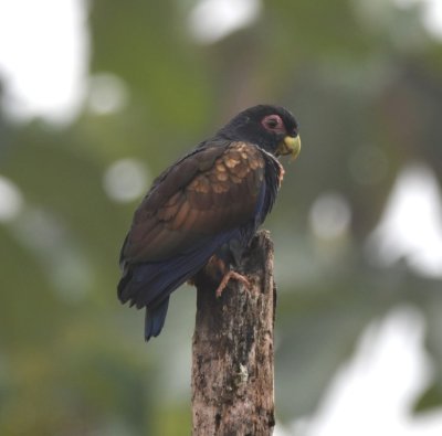 Bronze-winged Parrot