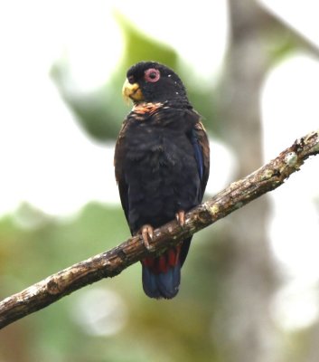 Second Bronze-winged Parrot