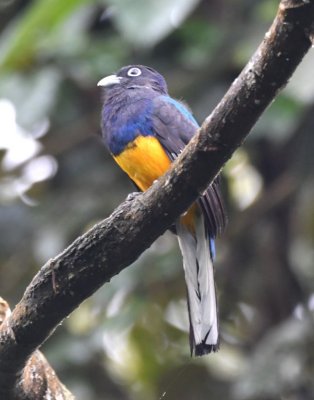 Male White-tailed Trogon