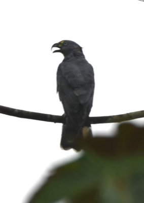 Hook-billed Kite
looks gray, like a male
