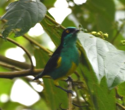 Yellow-tufted Dacnis male