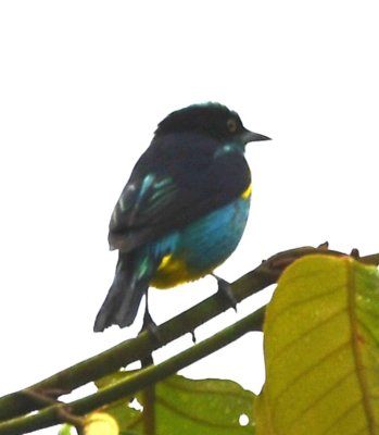 Yellow-tufted Dacnis male (back view)