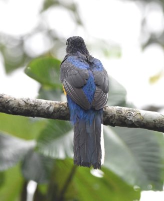 Male White-tailed Trogon (back view)