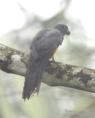 Female White-tailed Trogon with an insect