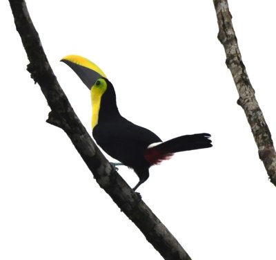 Yellow-throated Toucan
(formerly Chestnut-mandibled Toucan)
