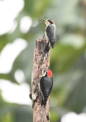 Pair of Black-cheeked Woodpeckers on a snag near the tower