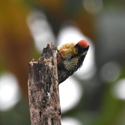 You can see some red on the belly of the Black-cheeked Woodpecker.