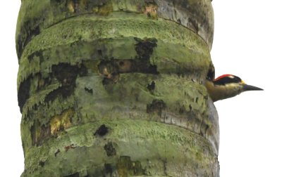 One of the Black-cheeked Woodpeckers
was seen checking out a nesting cavity in a nearby palm tree.