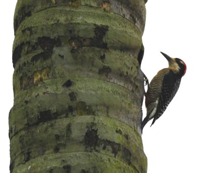 Black-cheeked Woodpecker at nest hole in a palm tree