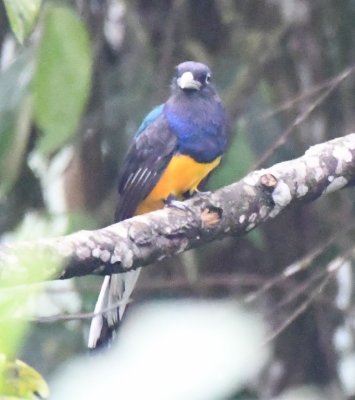 Male White-tailed Trogon (front view)