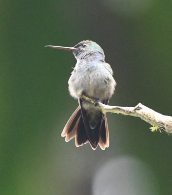 Female Blue-chested Hummingbird