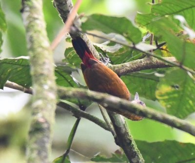 Red-rumped Woodpecker