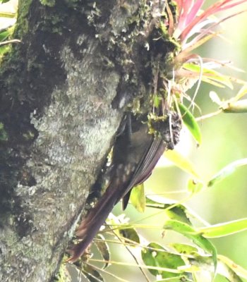 Spotty underside of the Spotted Woodcreeper
with its head stuck in a small bromeliad