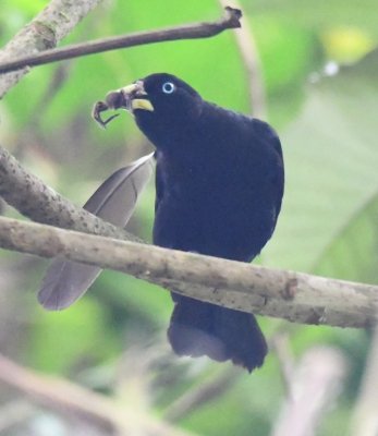 Scarlet-rumped Cacique with a spider
and a loose feather