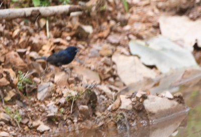 Blue-black Grassquit
coming to a roadside puddle for a bath