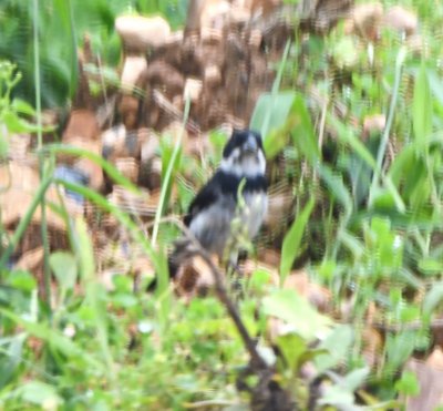 Blurry Variable Seedeater