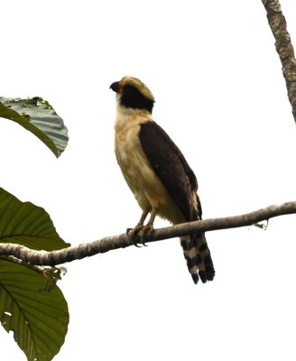 Laughing Falcon
in a Cecropia tree at the side of the road
as we were leaving Rio Silanche Bird Sanctuary