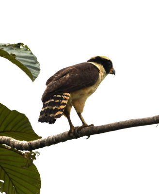 Laughing Falcon (rear view)