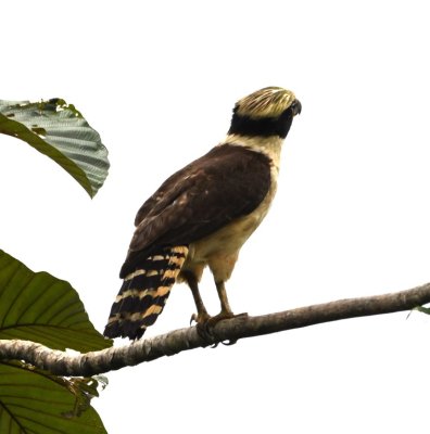 Laughing Falcon with a view of the top of its head
