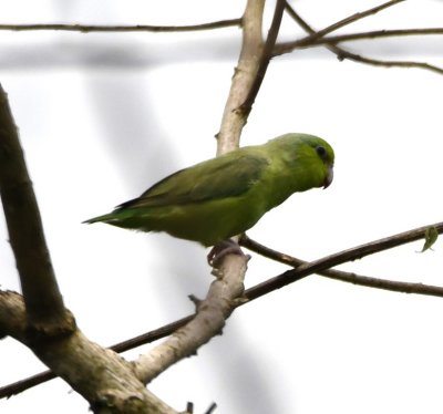 Pacific Parrotlet