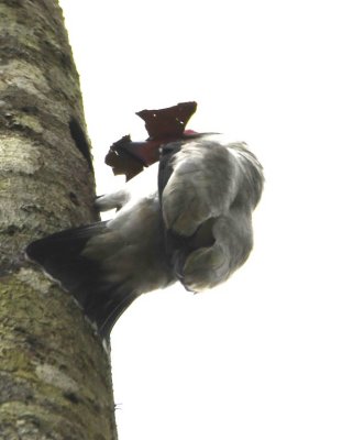 Masked Tityra with a leaf
at a nest hole