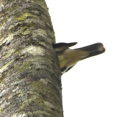 Masked Tityra 
entering nest cavity