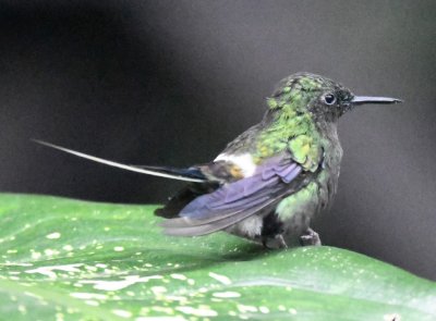 Green Thorntail male