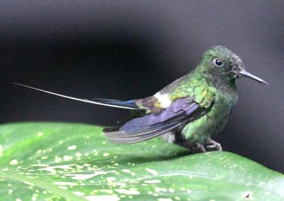 Green Thorntail male