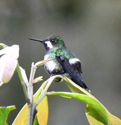 Female Green Thorntail 
at Mindo Cloudforest Foundation Bird Sanctuary, Milpe, Ecuador