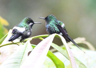 Female and Male Green Thorntail