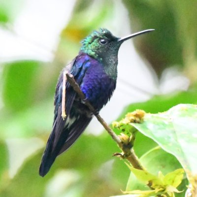 Green-crowned Woodnymph