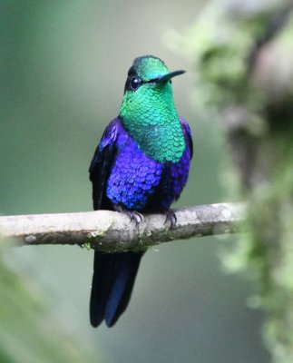 Male Green-crowned Woodnymph