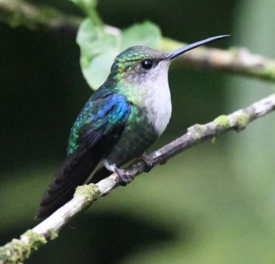 Female Green-crowned Woodnymph