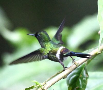 Male Green Thorntail taking flight