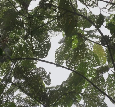 At Milpe, insects had been enjoying a feast in the canopy.