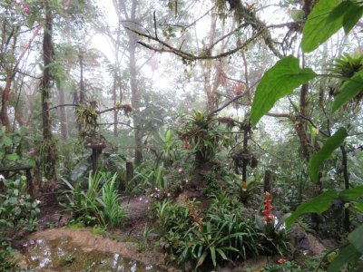 They had created a small tropical oasis with food and water and plants.