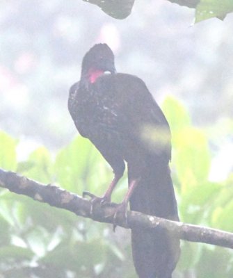 Crested Guan