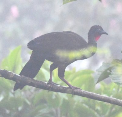 Crested Guan