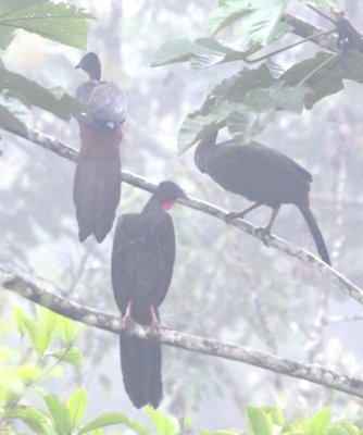 Three Crested Guans in a Cecropia tree