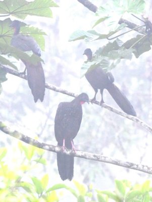 Three Crested Guans