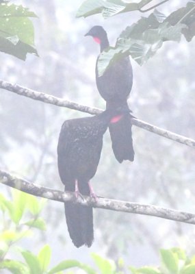 Two of four Crested Guans