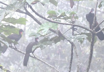 Crested Guans