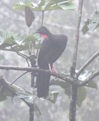 Crested Guan