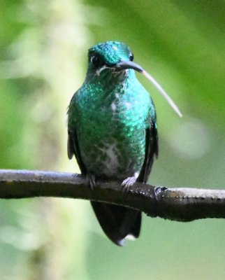 Female Green-crowned Brilliant
near feeders at Milpe Bird Sanctuary