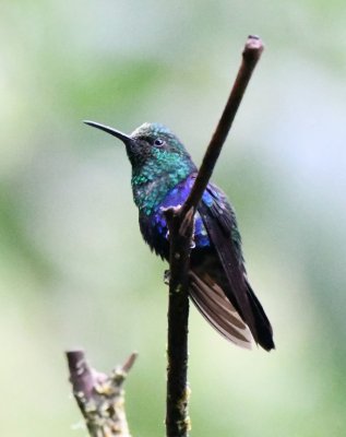 Green-crowned Woodnymph