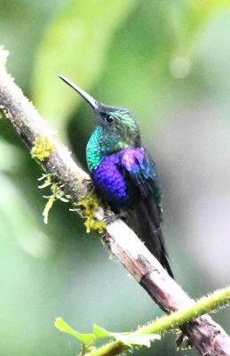Green-crowned Woodnymph